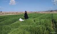 بازدید کارشناس حفظ نباتات از مزارع گندم و جو مزرعه امام، محمدیه، حنفش، معاضدیه و ورزجان جهت پایش سن غلات